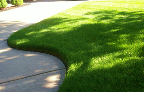 Spring Lawn Seeding Tips To Make Your Grass Thicker And Healthier Eco 